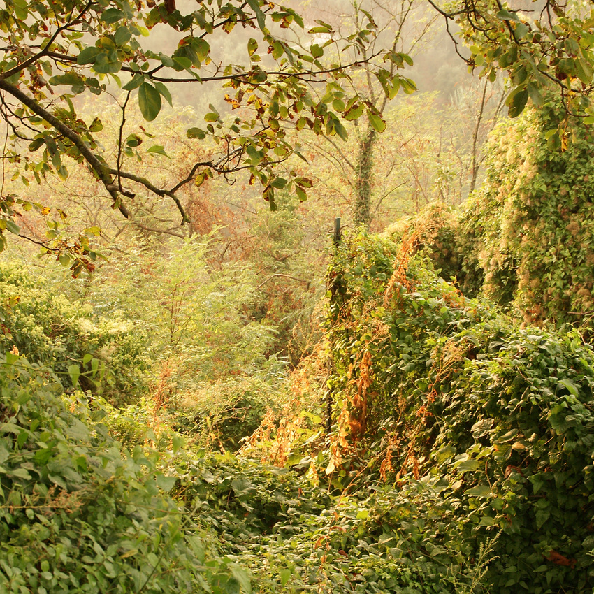 Bei Buggiano Castello