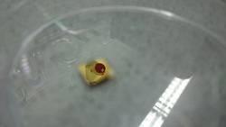 One picture per week